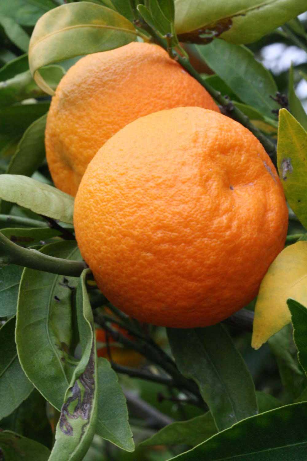              Fruit (SRA 92, Riverside, CA)       